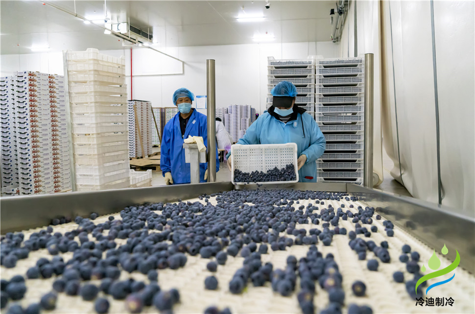 安裝一個100平米藍莓速凍冷庫造價多少錢？